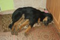 /album/farrah-psi-slecna/dsc-1398-jpg/